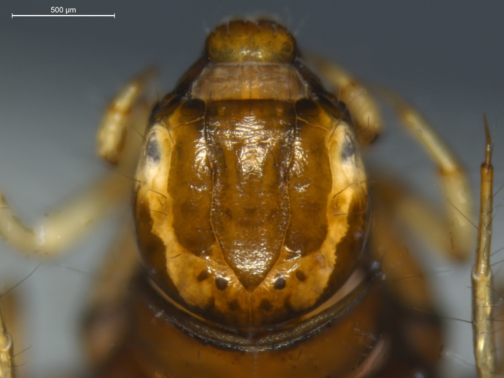 Ceraclea nigronervosa